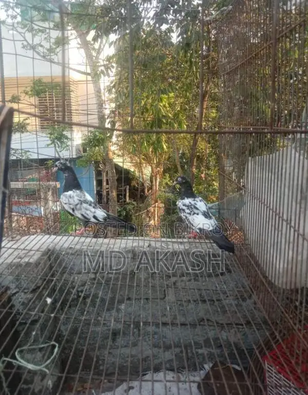 ডিম সেল করা হয়