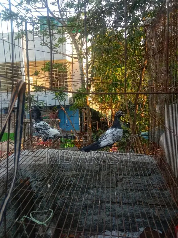 ডিম সেল করা হয়