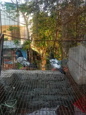 ডিম সেল করা হয়