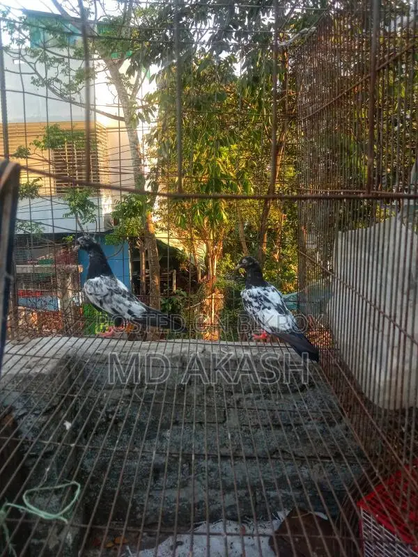 ডিম সেল করা হয়