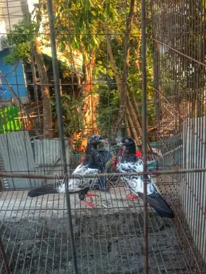 ডিম সেল করা হয়