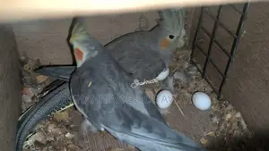 Running Cockatiel pair with eggs