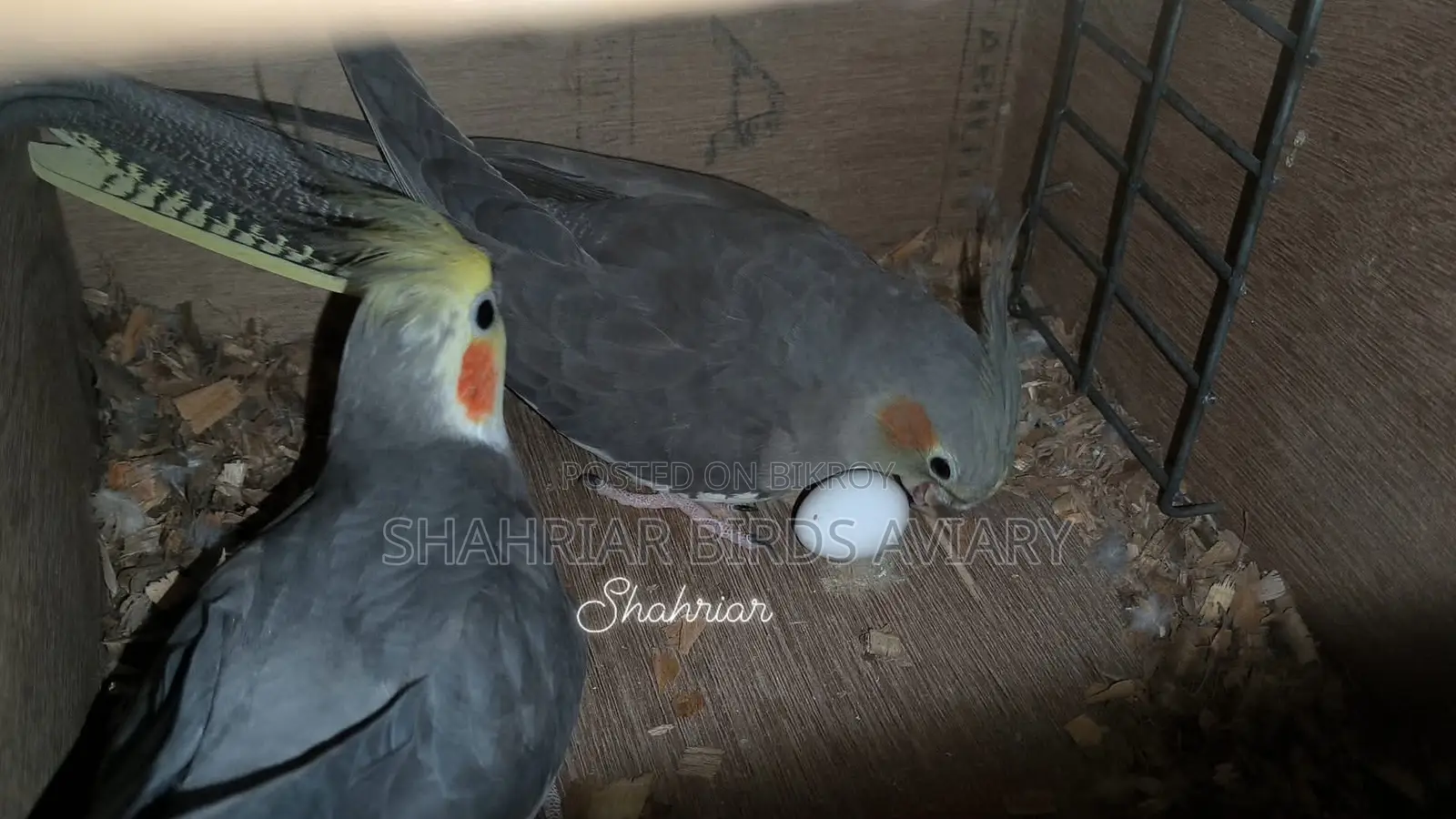 Running Cockatiel pair with eggs