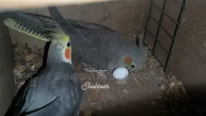 Running Cockatiel pair with eggs