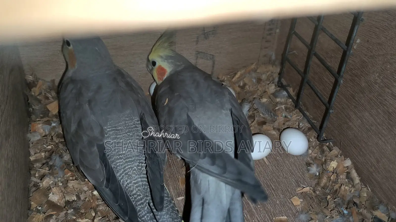 Running Cockatiel pair with eggs