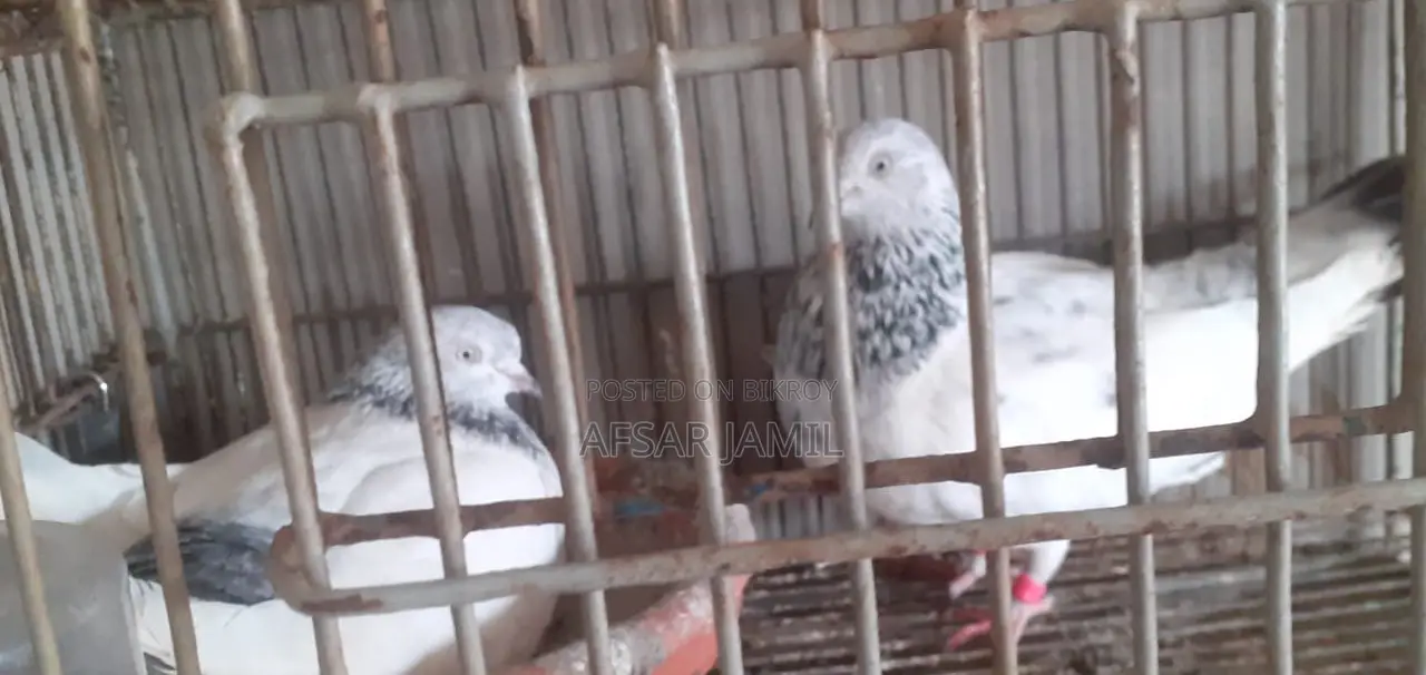 কবুতর বিক্রয়