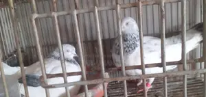কবুতর বিক্রয়