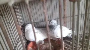 কবুতর বিক্রয়