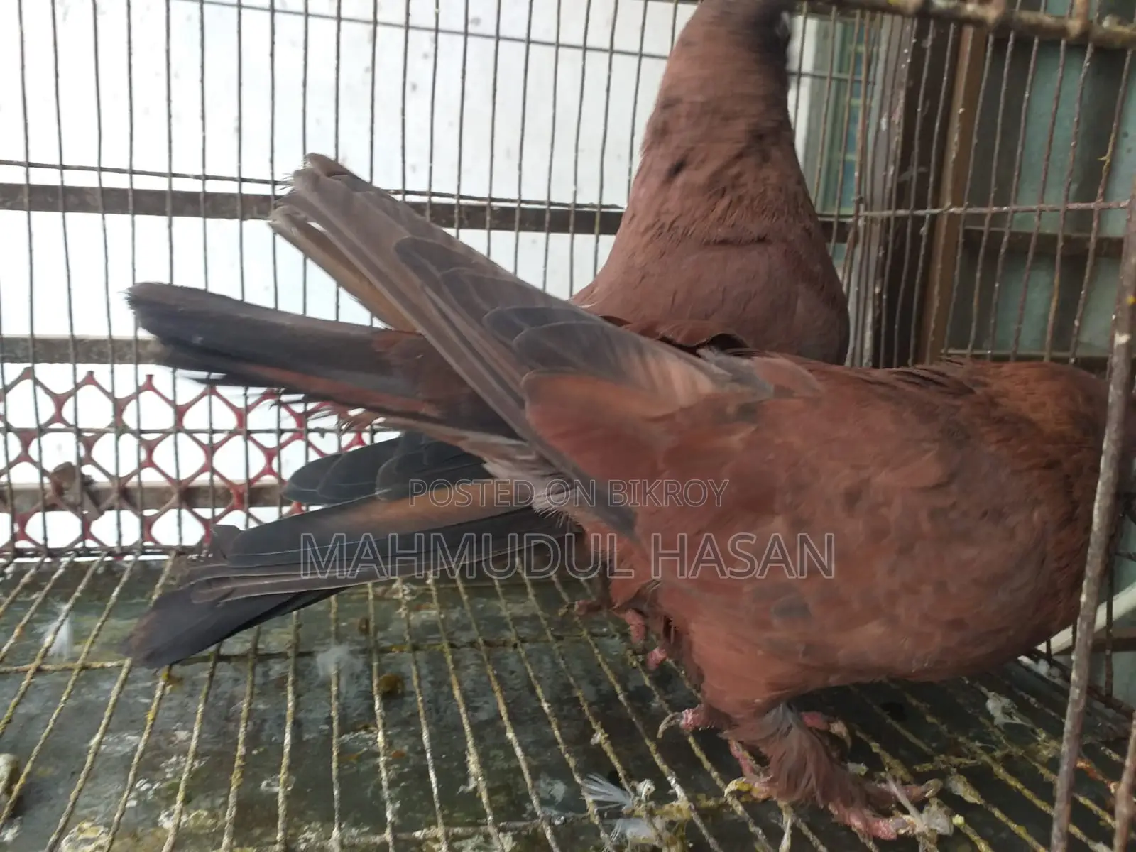 চিলা কবুতর