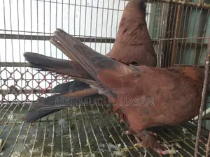 চিলা কবুতর