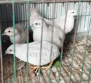 King Quail Breeding Pair