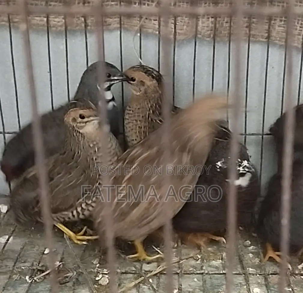 King Quail Breeding Pair