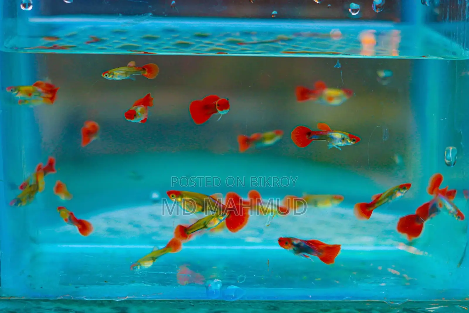 Guppy Fish