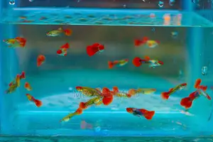 Guppy Fish