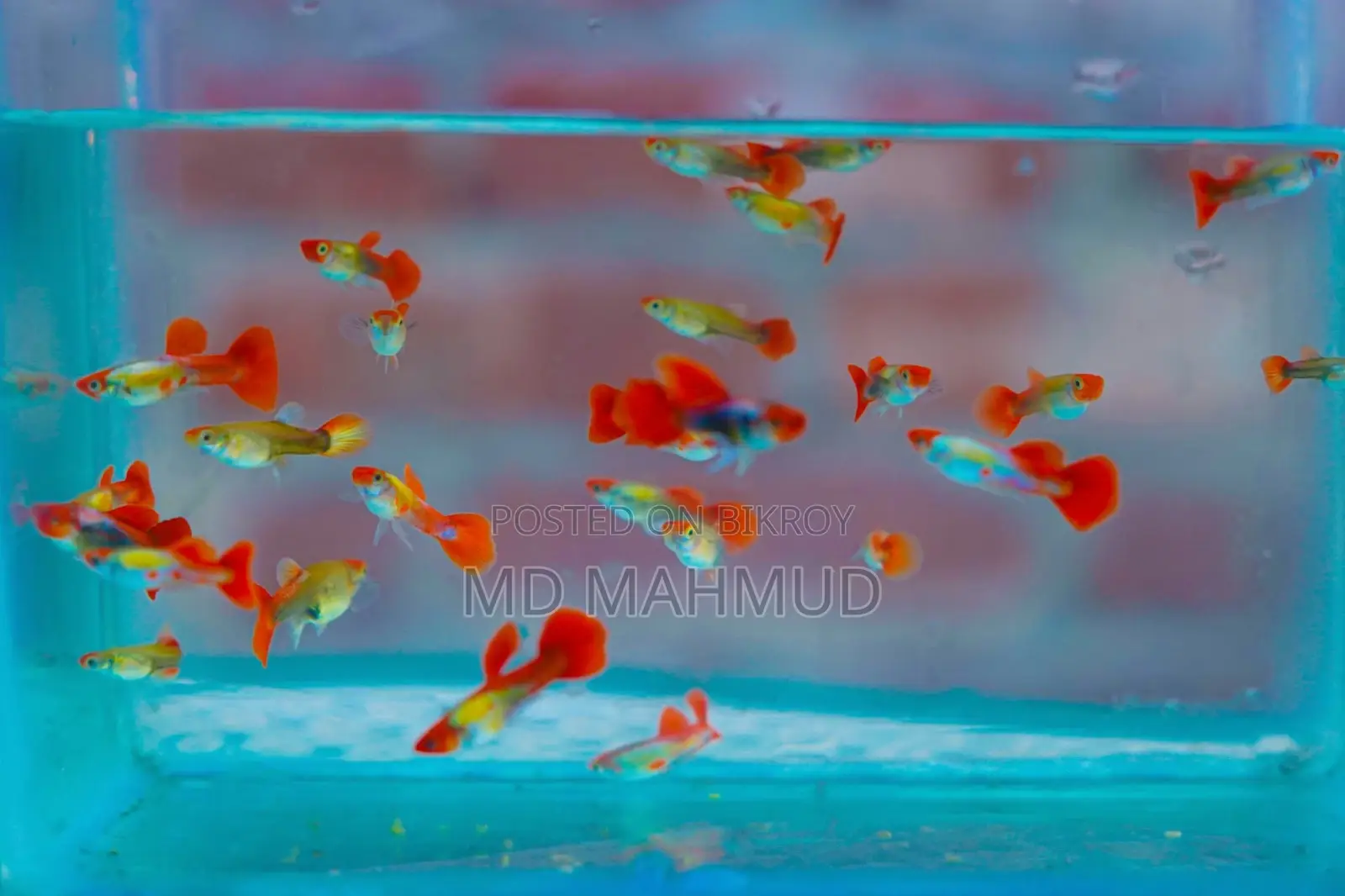 Guppy Fish