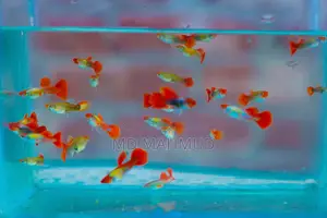 Guppy Fish