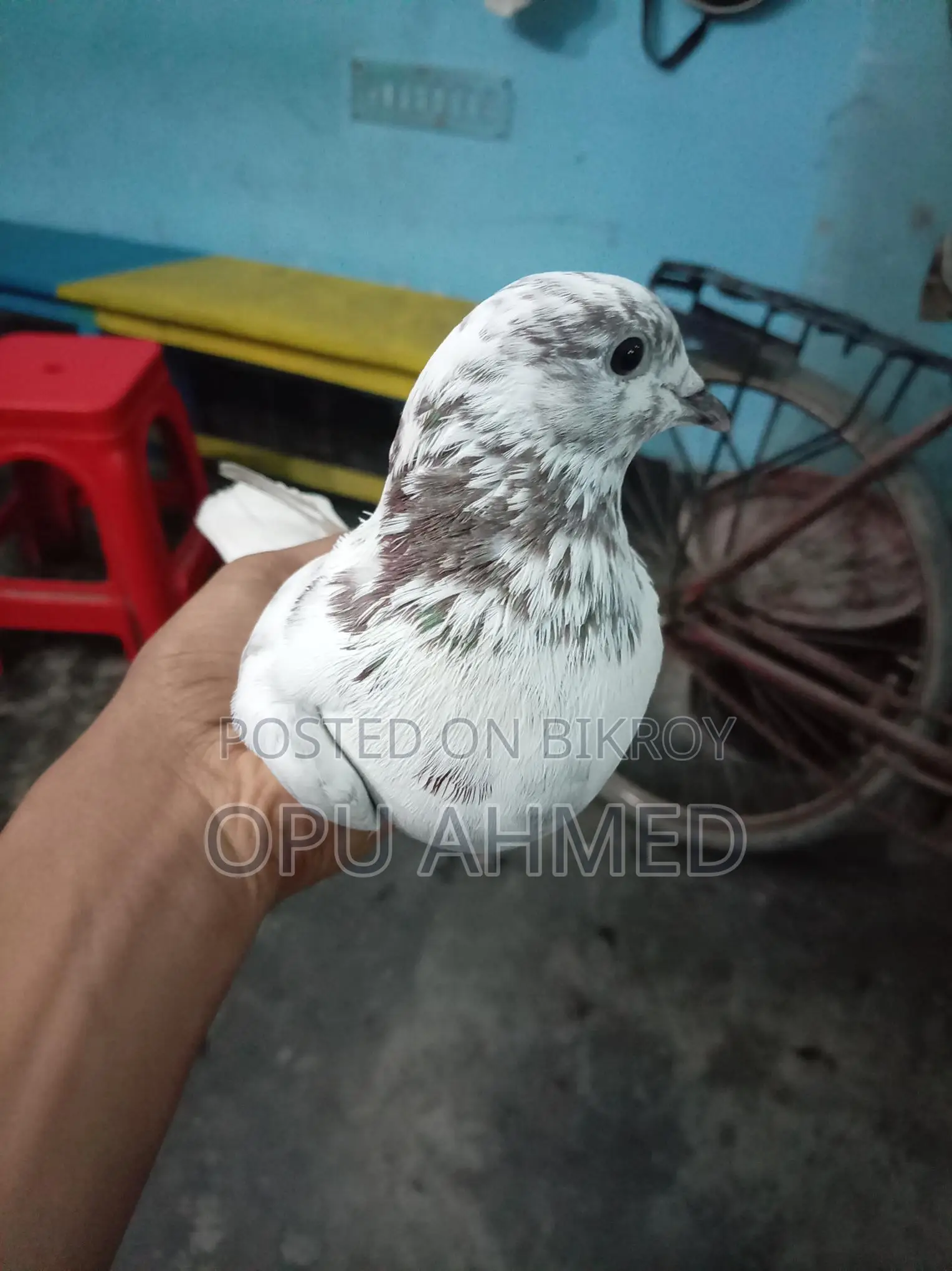 চোখ কালো নর