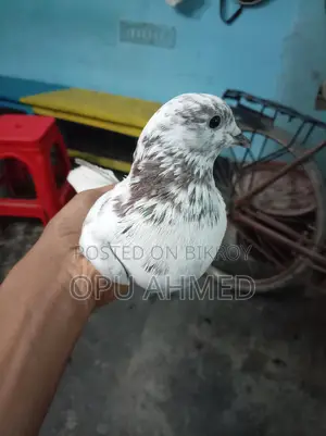 চোখ কালো নর