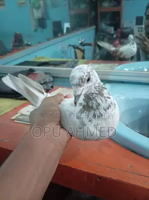 চোখ কালো নর