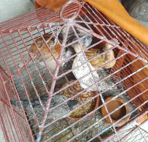 ৫পিচ মুরগি বিক্রি করা হবে
