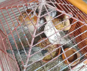৫পিচ মুরগি বিক্রি করা হবে