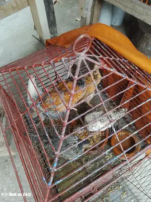 ৫পিচ মুরগি বিক্রি করা হবে