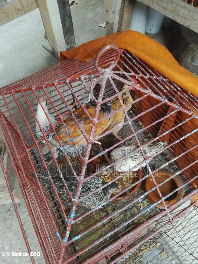 ৫পিচ মুরগি বিক্রি করা হবে