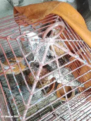 ৫পিচ মুরগি বিক্রি করা হবে