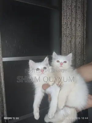 Persian Cat