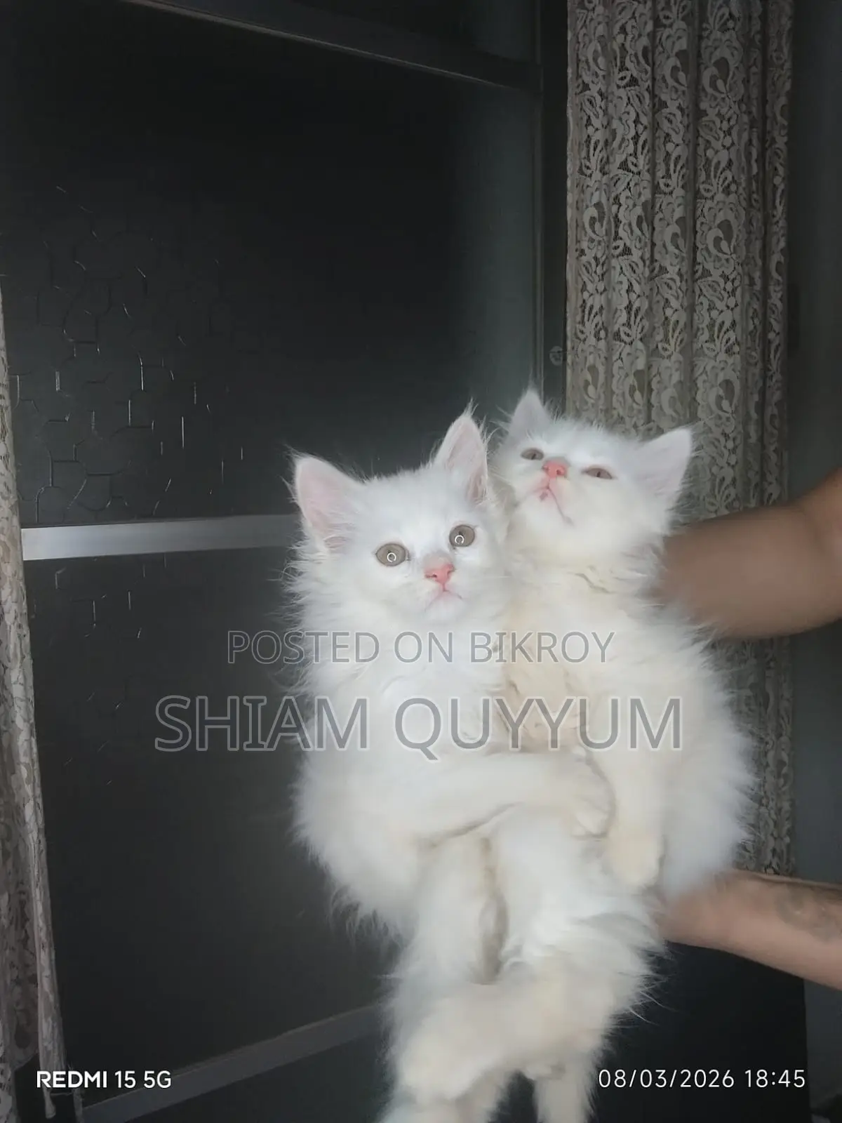 Persian Cat