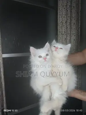 Persian Cat