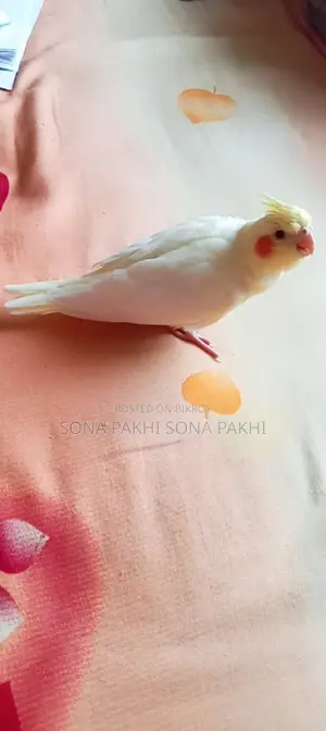 লুটেনি ককাটেল হ্যান্ডফিড বেবি