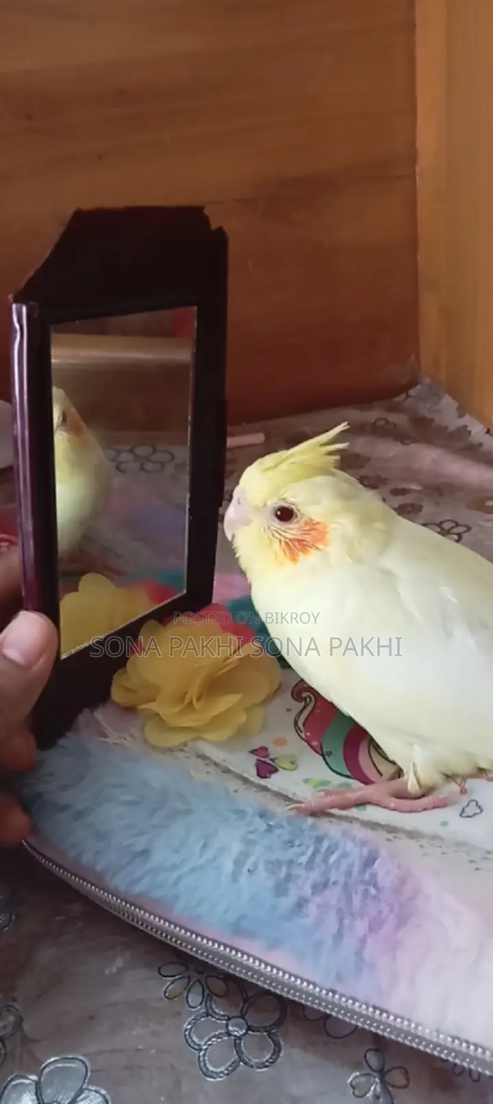 লুটেনি ককাটেল হ্যান্ডফিড বেবি