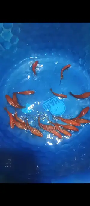 Fish For Sale!