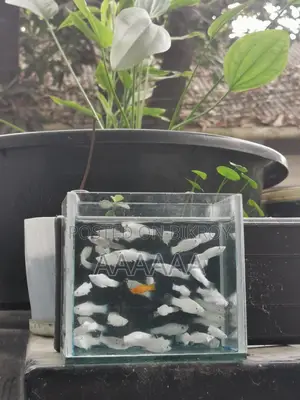 Fish For Sale!