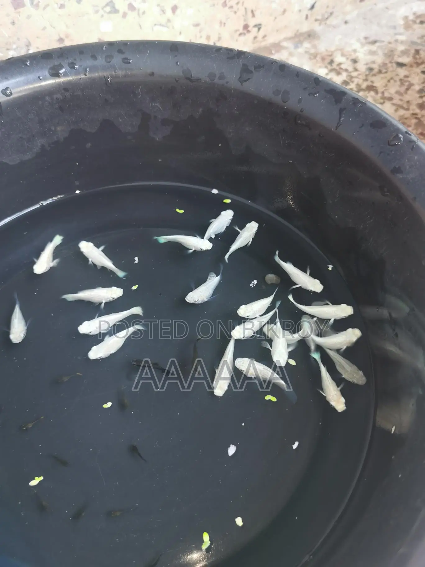Fish For Sale!