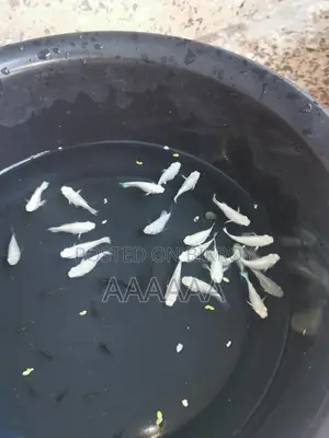 Fish For Sale!