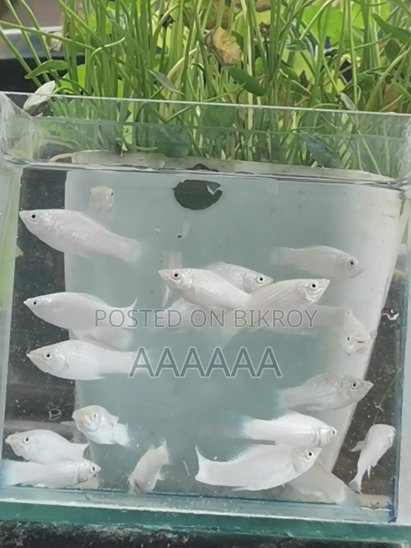 Fish For Sale!
