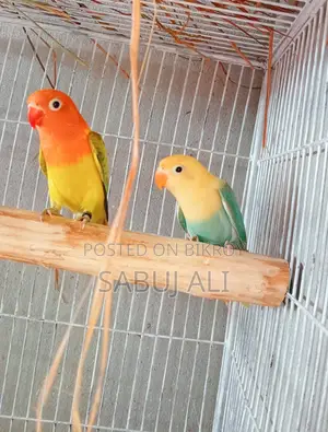 Love Bird