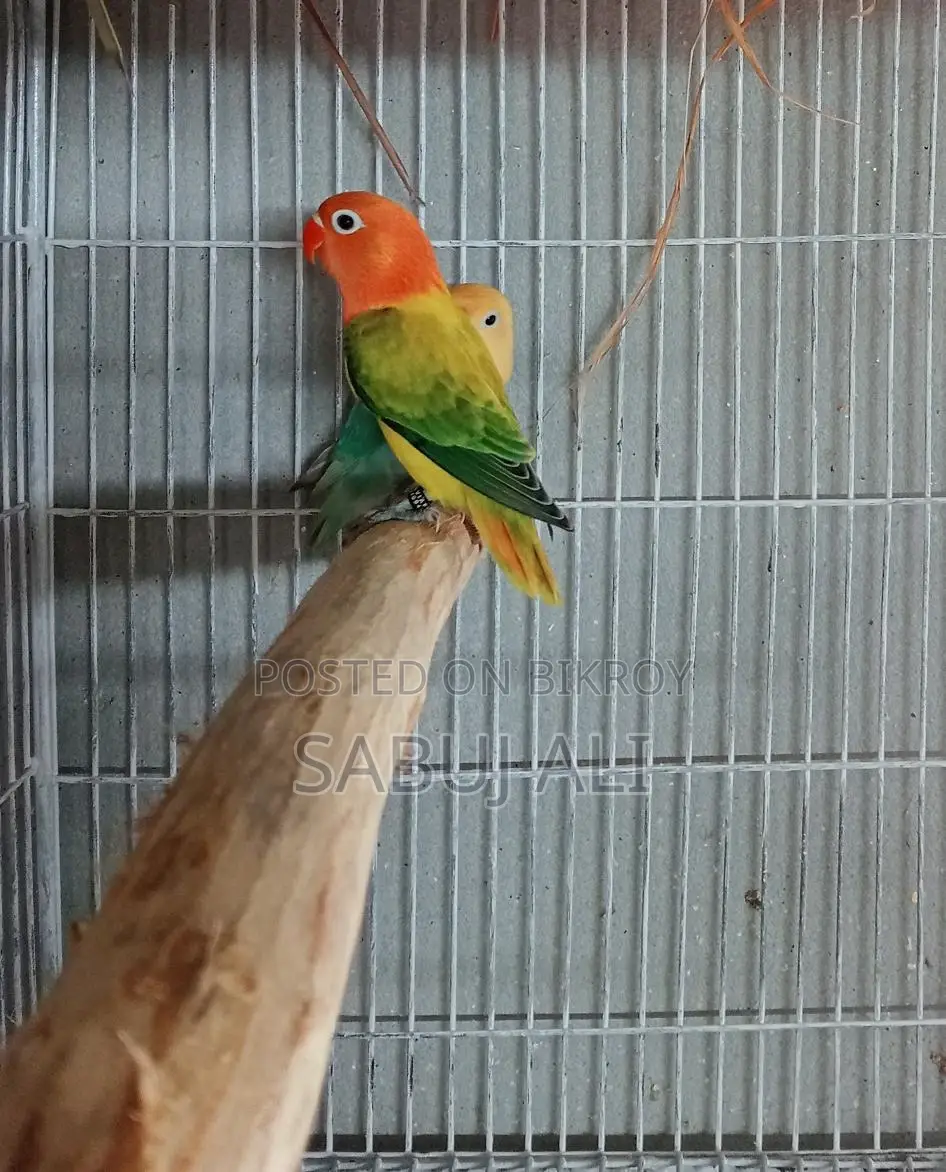 Love Bird
