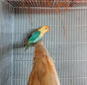 Love Bird