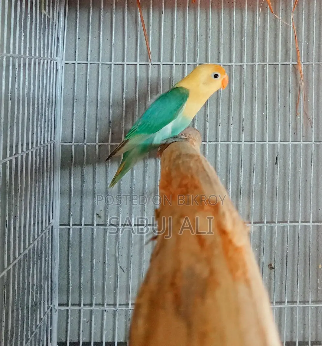 Love Bird