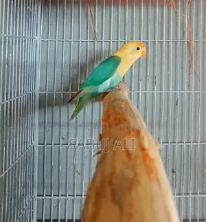 Love Bird