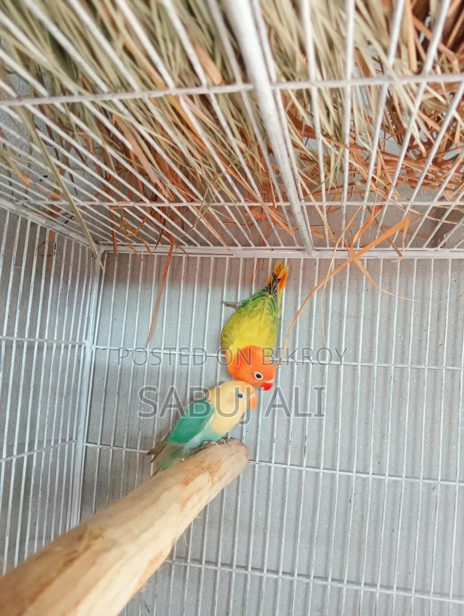 Love Bird