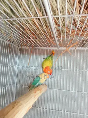 Love Bird