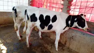 ২টি বকনা গরুর বাছুর কিনুন ভালো জাতের।(১০৭৭নং)