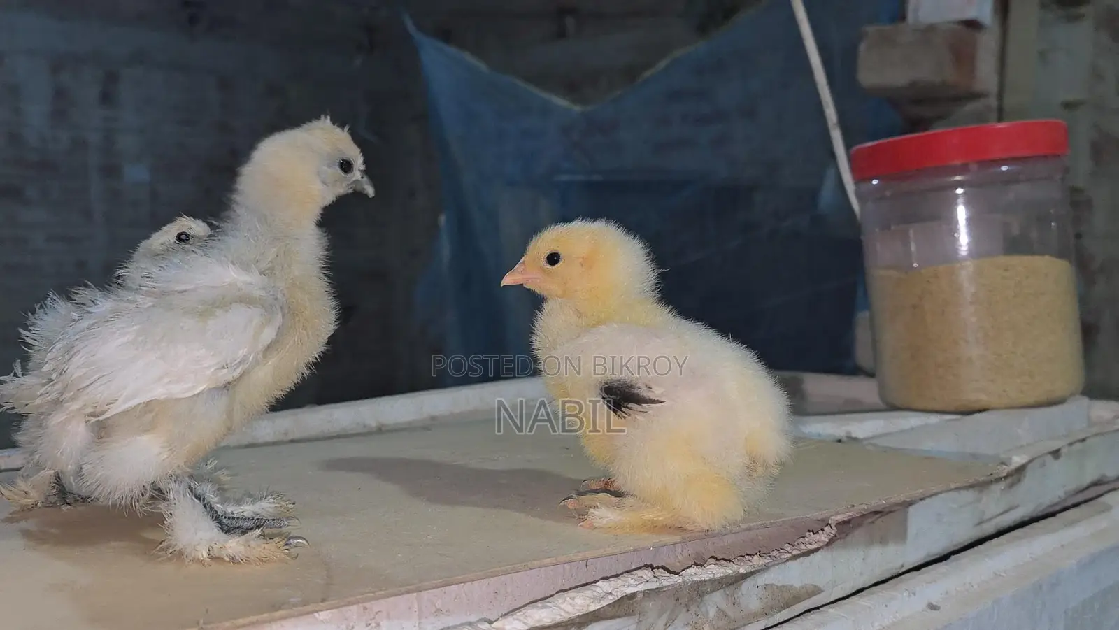 Brahma and Silky Chicks
