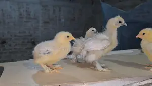 Brahma and Silky Chicks