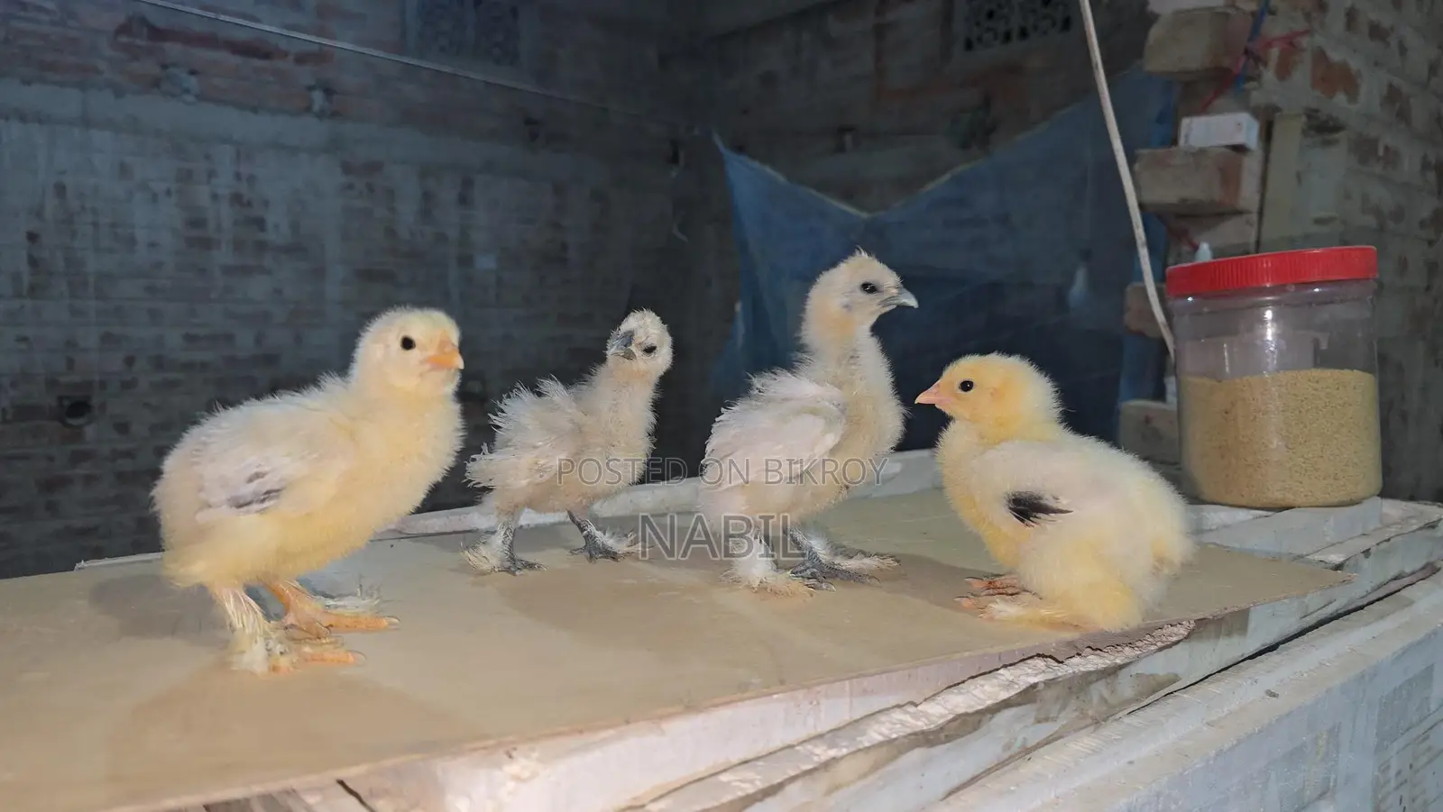 Brahma and Silky Chicks