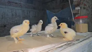 Brahma and Silky Chicks